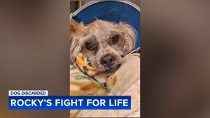 Community Rescues Emaciated Dog In Germantown Begins Recovery At Local Veterinar