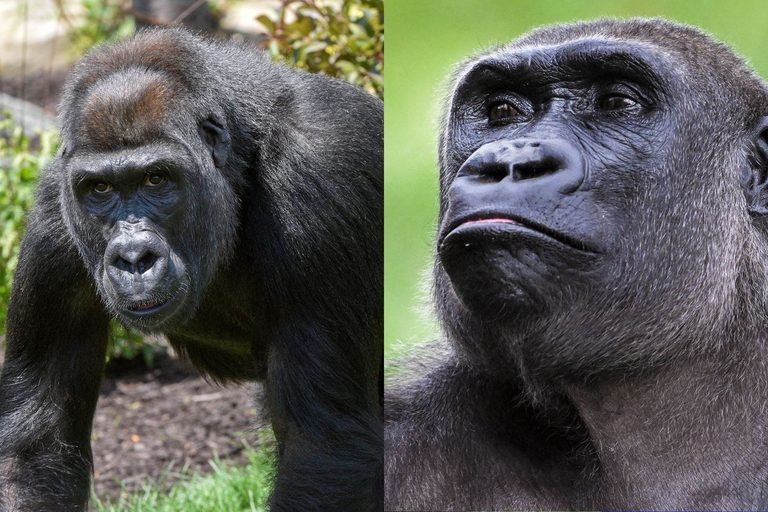 Como Zoo Welcomes Two New Western Lowland Gorillas Kamba And Nora