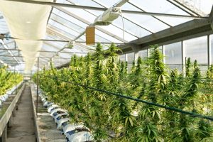 Connecticut S New Cannabis Tax May Cut State Revenue By About 2 Million Annually