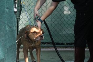 Conroe Animal Shelter Achieves No Kill Status Under New Police Led Management