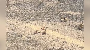 Court Order Delays Wild Horse Rescue On Riddle Mountain Near Burns