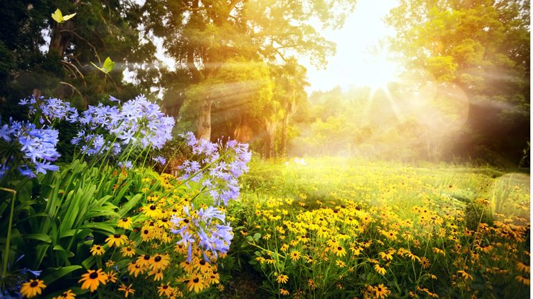 Cress Creek Garden Club To Host Glow Of Giving Hearts Fundraiser In Bolingbrook