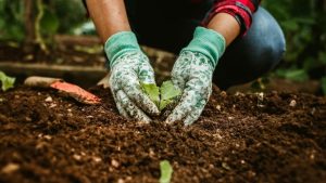 Dallas Fall Plant Sale Returns To Texas Discovery Gardens Sept 19 20