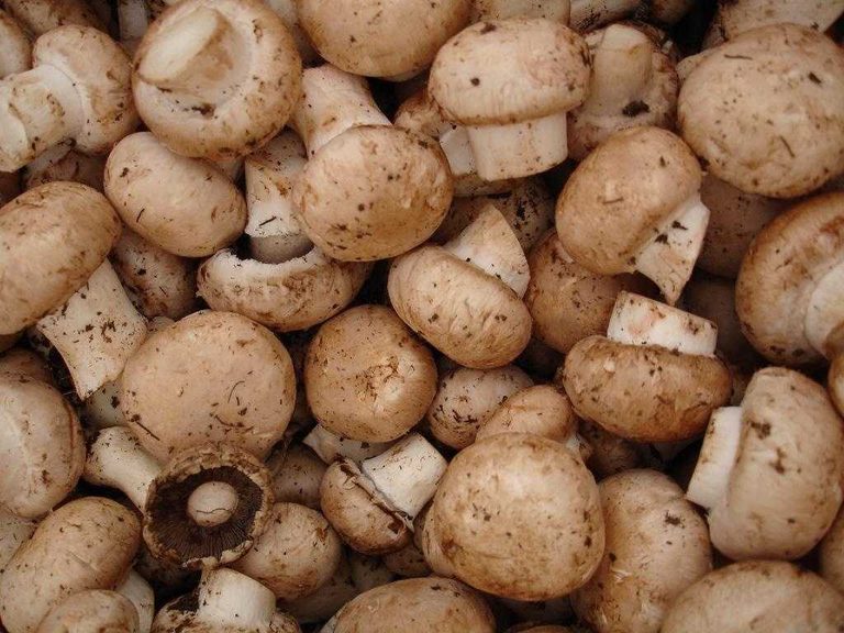 Dangerous False Parasol Mushrooms Spreading On Nmsu Campus And Throughout Las Cr