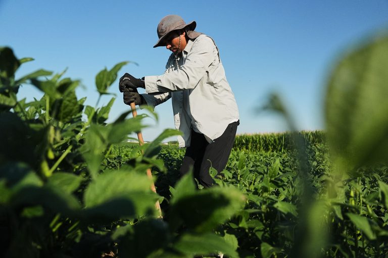 Deeper Rooted Soybeans Tested In Illinois Aim To Boost Climate Resilience And Ca