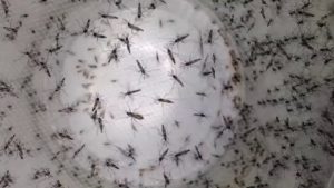 Dengue Cases Surge To 65 In Tampa Bay Counties As Mosquito Spraying Intensifies