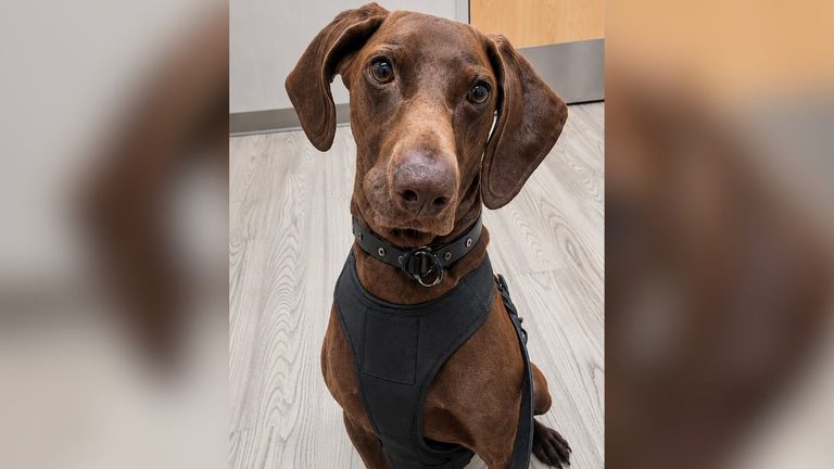 Dfw Airport K 9 Bolt Wins Tsa S National Cutest Canine Contest