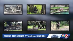 Disney World Feeds 5 000 Animals With 10 000 Pounds Of Food Daily