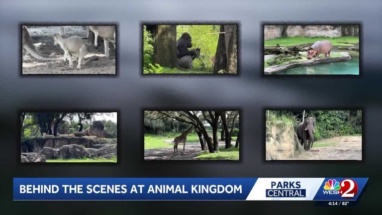 Disney World Feeds 5 000 Animals With 10 000 Pounds Of Food Daily