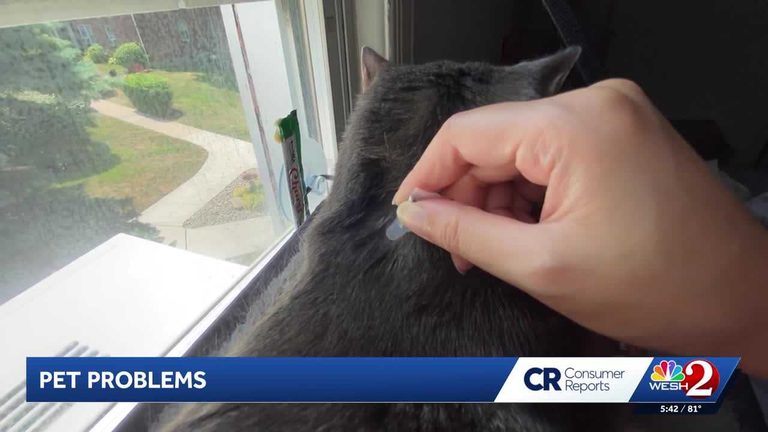 Diy Tips To Tackle Common Pet Problems At Home