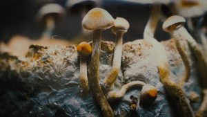 Documentary On Psilocybin Therapy To Screen In Las Cruces Friday
