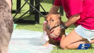 Dogfest In Oklahoma City S Paseo District Celebrates Service Dog Awareness