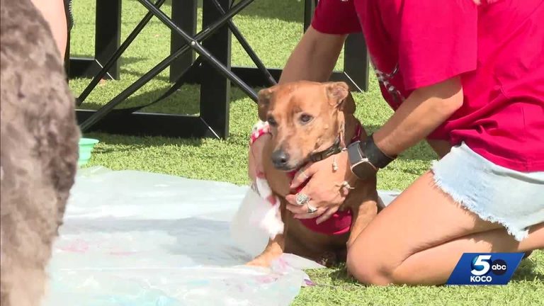 Dogfest In Oklahoma City S Paseo District Celebrates Service Dog Awareness
