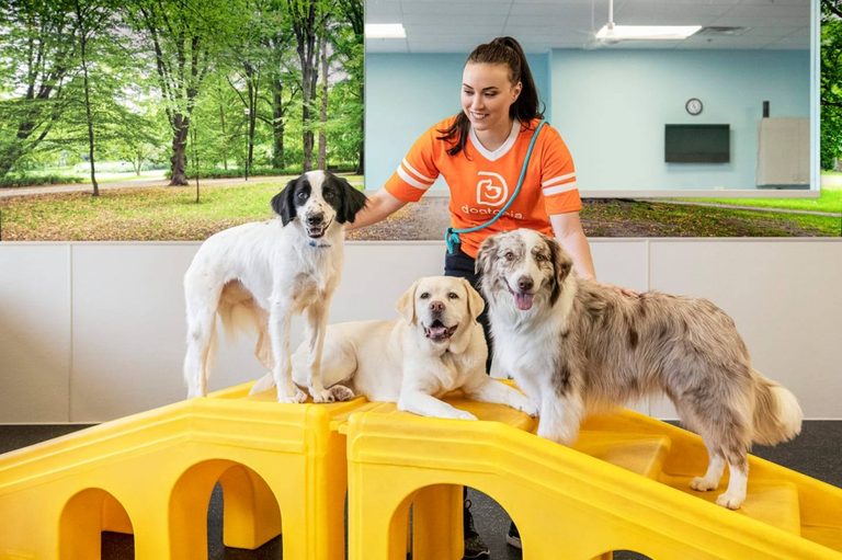 Dogtopia Opens First Full Service Dog Daycare Inside Denton City Limits