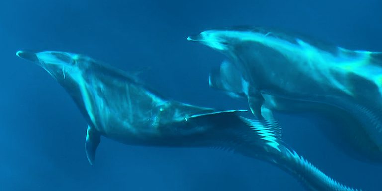 Dolphins Sunfish And Jellyfish Delight Tourists On Santa Rosa Island Boat Trip
