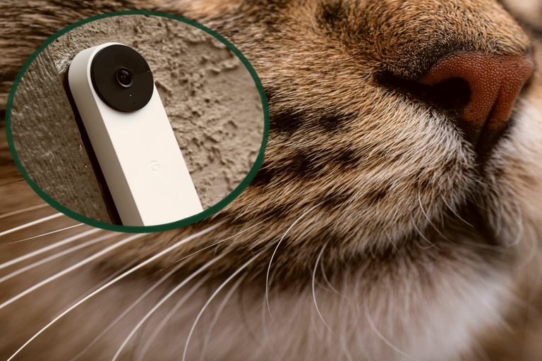 Doorbell Camera Captures Man In Cat Costume Visiting Twin Falls Home