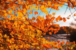 Drought May Bring Earlier Fall Colors Across Minnesota