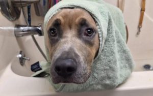 Durham Animal Shelter Lists Rescued Dumpster Dog Kingston For Adoption