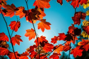 Early Autumn Colors Begin Appearing Across Wyoming