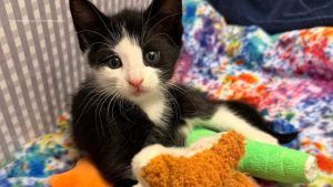 East Brunswick Kitten Rescued After Being Abandoned On Route 18 Now Recovering W