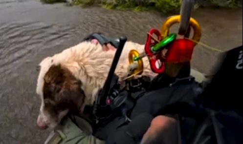 El Dorado County Deputies Rescue Dog Trapped In American River Owner Sought