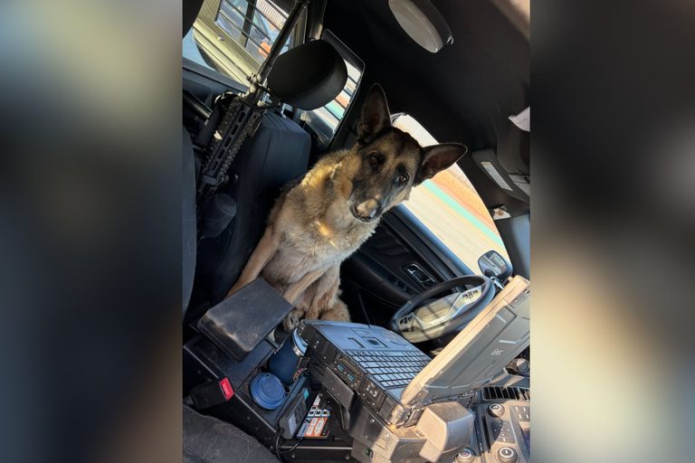 El Paso Stray Dog Jumps Into Police Car Helps Officers Locate His Family