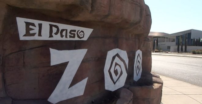 El Paso Zoo S Halloween Brew At The Zoo Offers Craft Beer Live Music And Animal