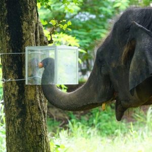 Elephants Show Impulse Control In New Thai Study