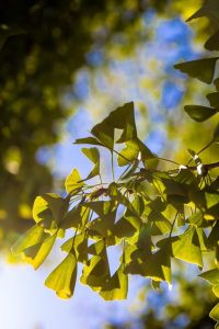 Elkhart Launches Three Day Tree Planting Blitz To Reach 1 000 Tree Goal