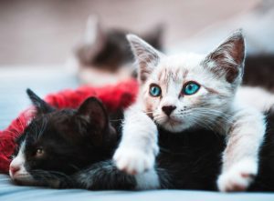 Essential Cat Care Tips For Lubbock Pet Owners