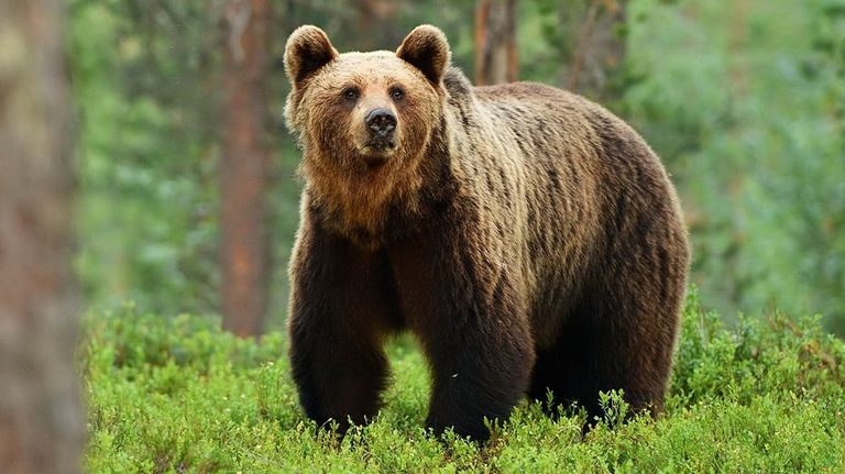 Eva Shockey Talks Bear Hunting And Meat Donation On Tomi Lahren Show