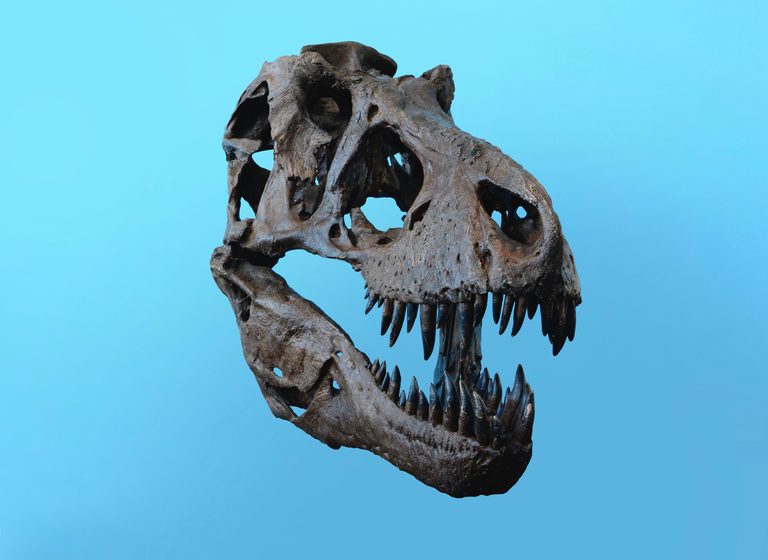 Explore Guided Dinosaur Fossil Digs Across Wyoming