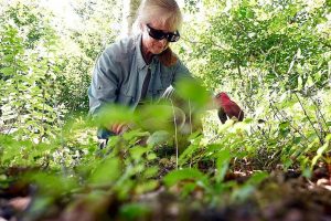 Fall Weed Management How Texas Gardeners Can Keep Beds Clean For Spring