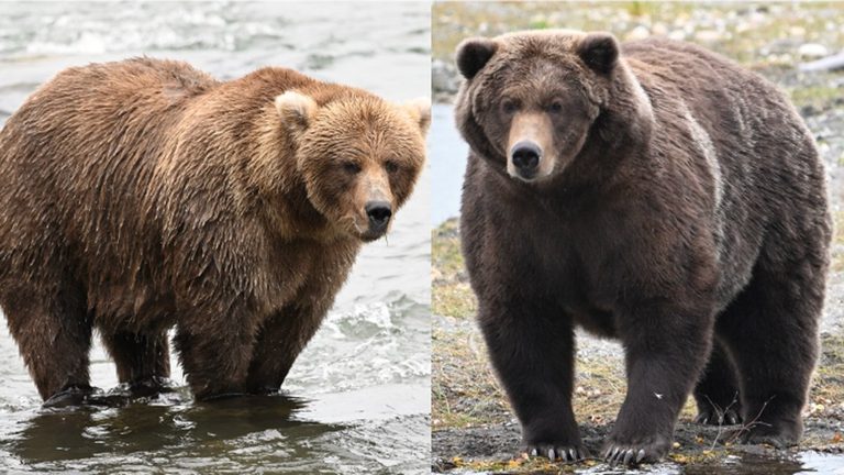 Fat Bear Week 2026 Alaska S Brown Bears Compete Online For Hibernation Glory