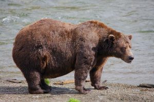 Fat Bear Week Kicks Off In Alaska Champion Chunk Seeks Back To Back Title