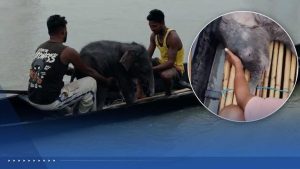 Fishermen In Jalpaiguri Rescue Baby Elephant From The Teesta River