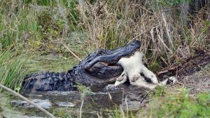 Florida Fisherman Films Alligator Chasing Bear On Kissimmee River