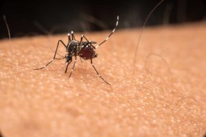 Florida Health Officials Warn As Locally Acquired Dengue Cases Surge Near Tampa