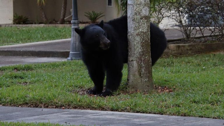 Fontana Pizza Driver Delivers Order Despite Black Bear On Doorstep