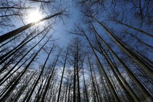 Forest Service To Close 23 Research Stations Shifting Resources West Under Presi