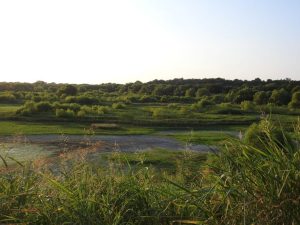 Fort Worth Drying Beds Remain Closed Birders Fear Loss Of Vital Wetland Habitat