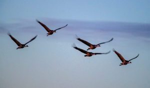 Fort Worth Urges Residents To Dim Lights At Night To Safeguard Migrating Birds
