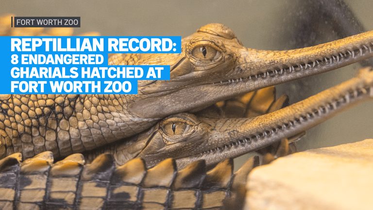Fort Worth Zoo Celebrates Record Hatch Of Eight Endangered Gharials