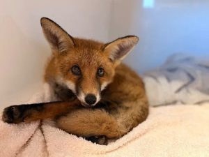 Fox Rescued After Nine Hour Ordeal In Humberston Drain Pipe