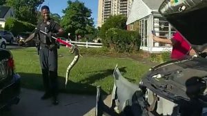 Franklin Township Police Free 3 Foot Ball Python From Car Grille