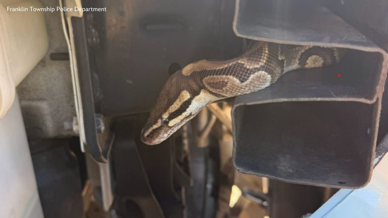 Franklin Township Police Free Ball Python Trapped In Vehicle Grille