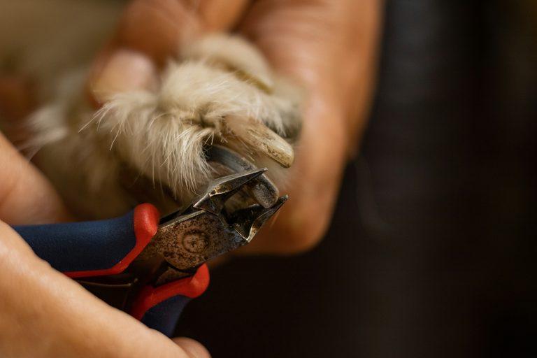 Free 5 Dog Nail Trimming Day Hosted By The Daisy Project At Lubbock Tractor Supp