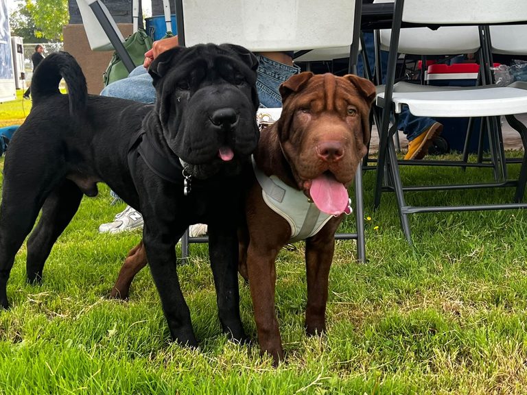 Free Car Show Pet Adoption And Vaccine Clinic Coming To Anthony