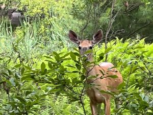 Garden Bulbs That Keep Deer Rabbits And Rodents At Bay