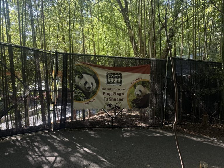Giant Pandas Ping Ping And Fu Shuang Arrive At Zoo Atlanta Delighting Families